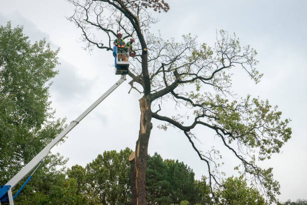 Best Tree Pruning Services  in Garrett, WA